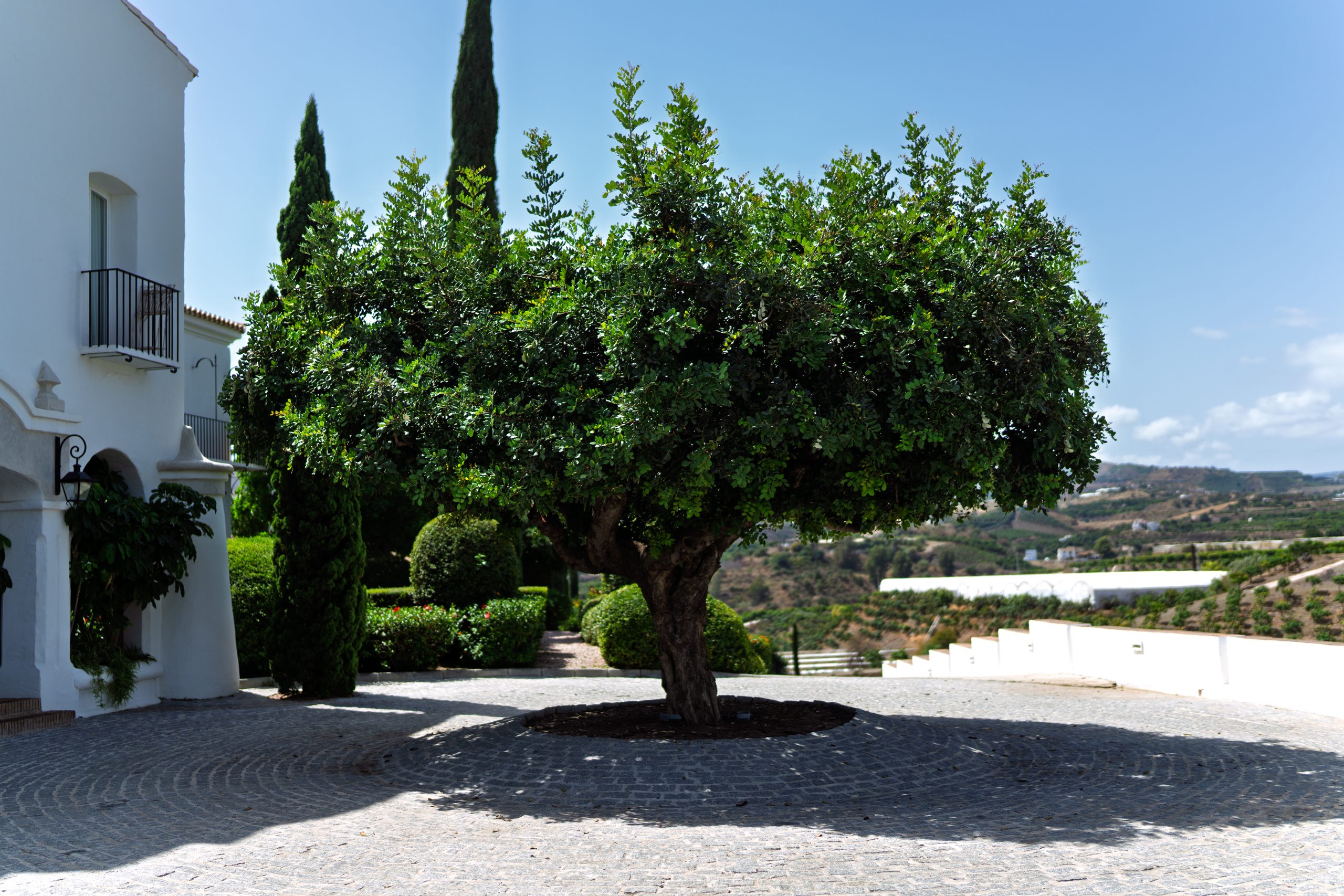Patio encalado con un árbol centenario y cipreses en el lugar de la boda — Cortijo Bravo, Vélez-Málaga